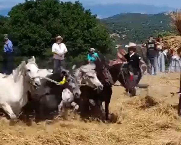 Αρκαδία: Χτυπούν άλογα σε αναπαράσταση αλωνίσματος– Οργή και αντιδράσεις για το «έθιμο» 