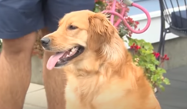 Σκύλος έφαγε το διαβατήριο γαμπρού, μέρες πριν ταξιδέψει στην Ιταλία για τον γάμο