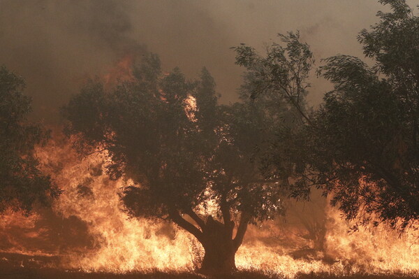 Φωτιές: Πάνω από την Αθήνα ο καπνός- Η μάχη με τις φλόγες σε Φυλή και Ασπρόπυργο