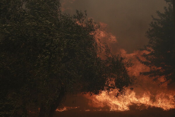 Φωτιά στη Φυλή: Ενισχύθηκαν οι πυροσβεστικές δυνάμεις - Μήνυμα του 112 για εκκένωση