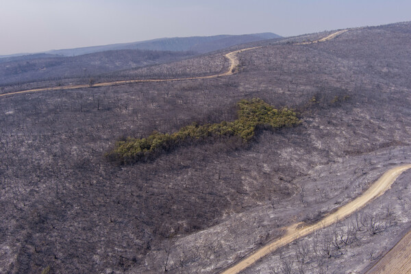 Φωτιά στην Αλεξανδρούπολη: 15 εικόνες από την τεράστια καταστροφή 