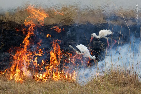 Μια κλεφτή ματιά στις εντυπωσιακές εικόνες του διαγωνισμού Wildlife Photographer of the Year