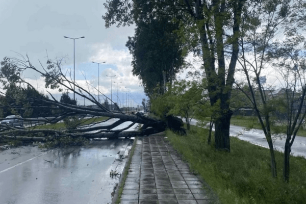 Έπεσε δέντρο στη λεωφόρο Κηφισίας- Στο ύψος του ΚΑΤ