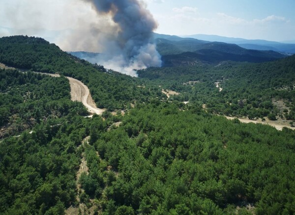 Αποτίμηση επιπτώσεων από την πυρκαγιά στο Εθνικό Πάρκο Δάσους Δαδιάς - Λευκίμης Σουφλίου