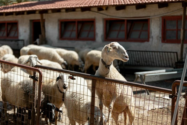 Ένα αγρόκτημα μέσα στην Αθήνα