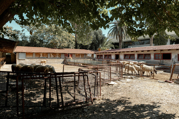 Ένα αγρόκτημα μέσα στην Αθήνα