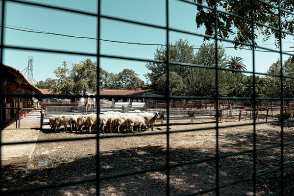 Ένα αγρόκτημα μέσα στην Αθήνα