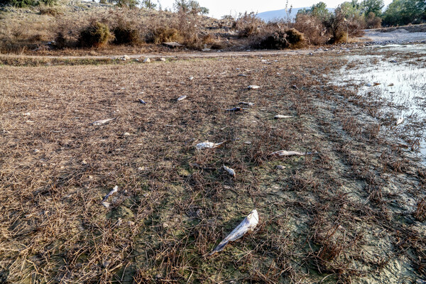 Νεκρά ψάρια στους δρόμους περιοχών της Θεσσαλίας μετά τις πλημμύρες 