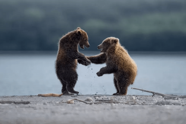 Comedy Wildlife Photography Awards: Τα ζώα στις καλύτερές του πόζες