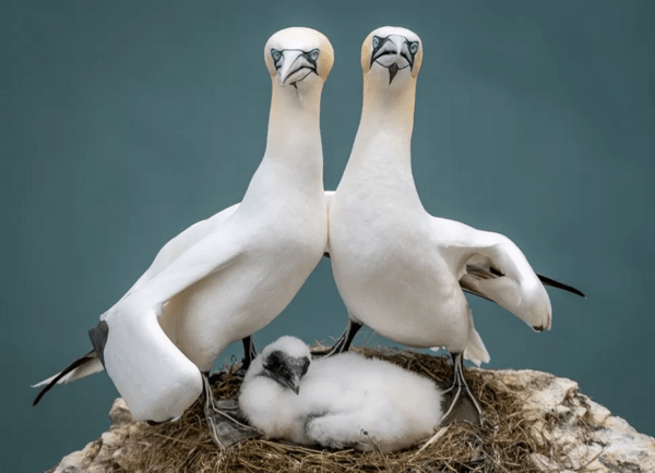 Comedy Wildlife Photography Awards: Τα ζώα στις καλύτερές του πόζες