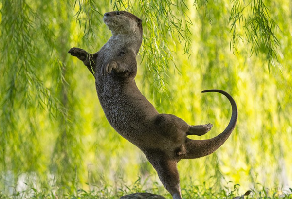 Comedy Wildlife Photography Awards: Τα ζώα στις καλύτερές του πόζες