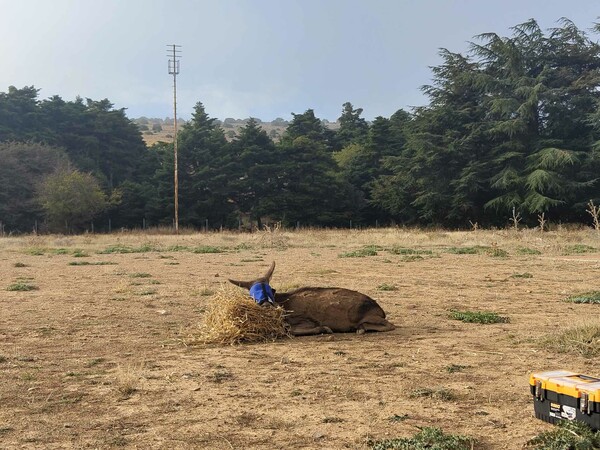 Δύο ελάφια επέστεψαν στην Πάρνηθα- Είχαν εντοπιστεί τραυματισμένα