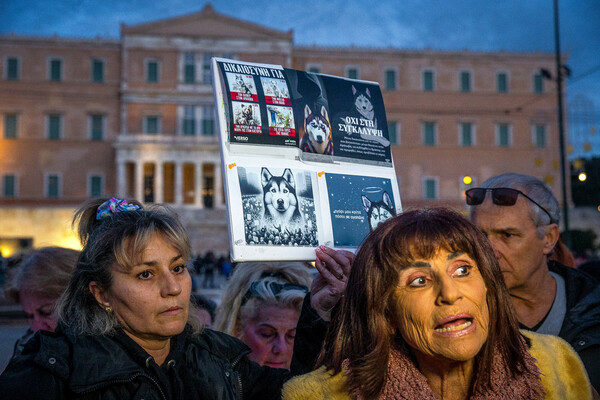 Συγκέντρωση διαμαρτυρίας στο Σύνταγμα για την άγρια κακοποίηση του σκύλου στην Αράχωβα