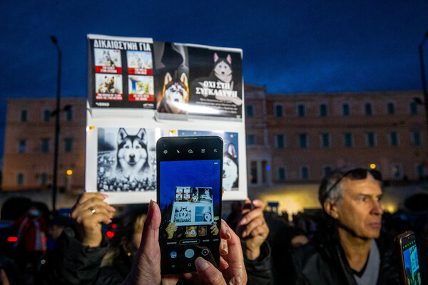 Συγκέντρωση διαμαρτυρίας στο Σύνταγμα για την άγρια κακοποίηση του σκύλου στην Αράχωβα