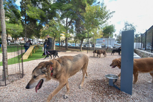 Καματερό: Σκύλος επιτέθηκε σε 9χρονο, συνελήφθη ο κηδεμόνας του ζώου