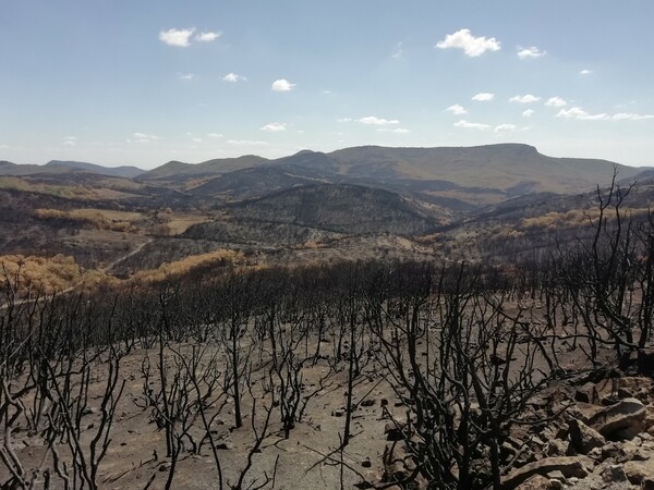 Έβρος: Μελέτη αποκατάστασης δασών από το WWF