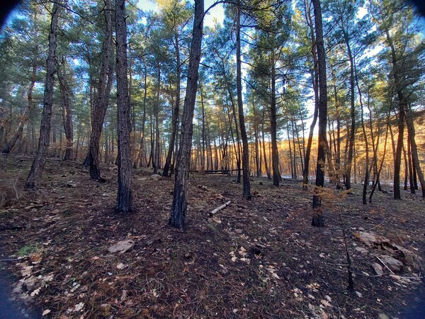 Έβρος: Μελέτη αποκατάστασης δασών από το WWF