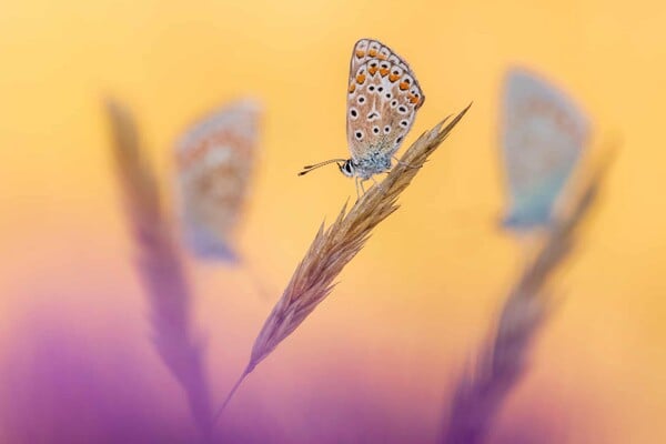 Οι νικήτριες φωτογραφίες του διαγωνισμού British Wildlife Photography