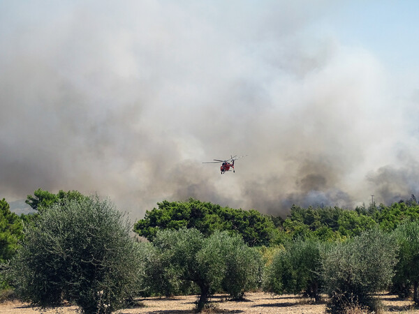 Φωτιά καίει δάσος στον Μύτικα Λακωνίας
