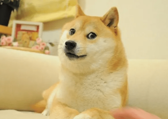 Πέθανε η Kabosu, ο σκύλος που έγινε meme, κρυπτονόμισμα και logo του Twitter