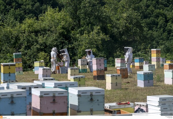 Φωτιά στα Μέγαρα: Συνελήφθη 33χρονος μελισσοκόμος και τού επιβλήθηκε πρόστιμο 4.204 ευρώ