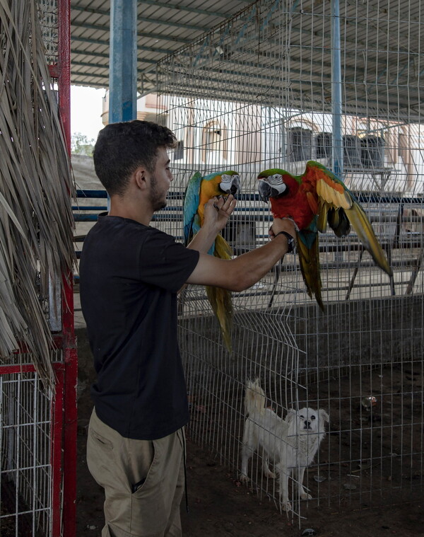 Στη Ράφα υποφέρουν και τα ζώα του ζωολογικού κήπου: Υποσιτισμένα και αφυδατωμένα περιμένουν σωτηρία