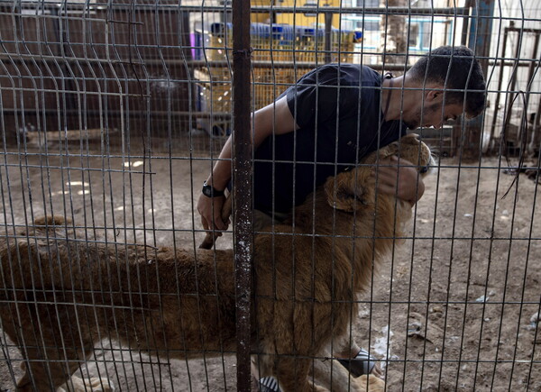 Στη Ράφα υποφέρουν και τα ζώα του ζωολογικού κήπου: Υποσιτισμένα και αφυδατωμένα περιμένουν σωτηρία