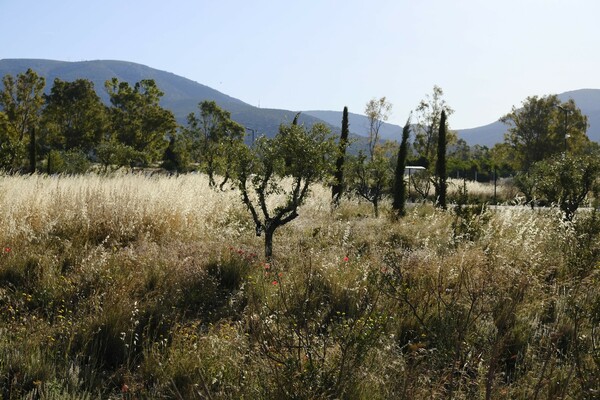 To Ellinikon Experience Park γίνεται το πρώτο πιστοποιημένο με SITES Gold project στην Ευρώπη