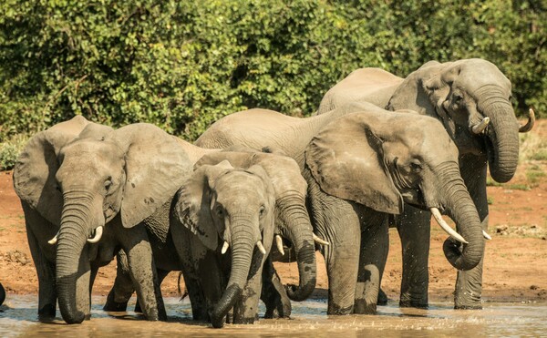 Οι ελέφαντες χρησιμοποιούν ονόματα σύμφωνα με νέα επιστημονική έρευνα