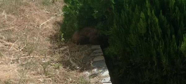 Καστοριά: Απεγκλώβισαν από προαύλιο χώρο ξενοδοχείου μικρή αρκούδα έξι μηνών