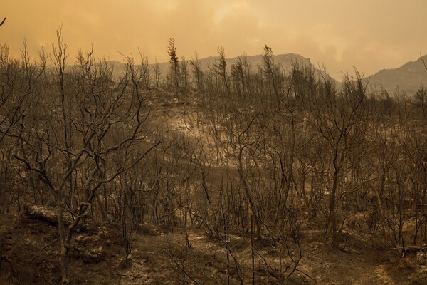 WWF: Tα διδάγματα των πυρκαγιών του Έβρου σε δύο επιστημονικές μελέτες 