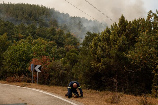 WWF: Tα διδάγματα των πυρκαγιών του Έβρου σε δύο επιστημονικές μελέτες 