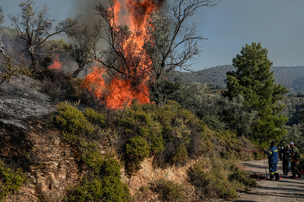 Φωτιά τώρα στην Μυτιλήνη - Καίει σε ελαιώνες στην Μόρια