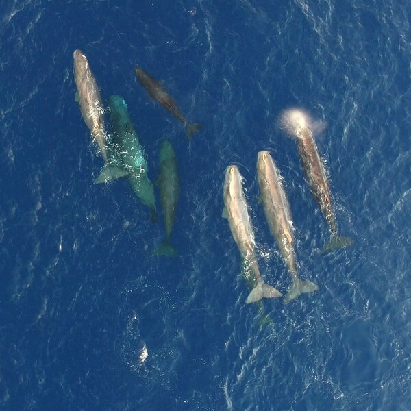 «SAvE Whales»: Tο έξυπνο σύστημα εντοπισμού που θα σώσει τους φυσητήρες 