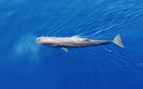 «SAvE Whales»: Tο έξυπνο σύστημα εντοπισμού που θα σώσει τους φυσητήρες 