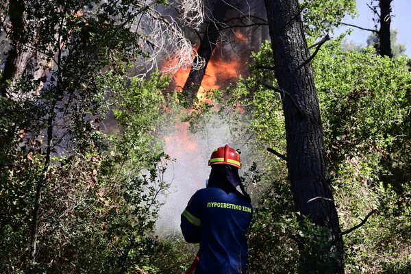 Φωτιά στη Σταμάτα: 20 εναέρια μέσα στη μάχη με τις φλόγες 