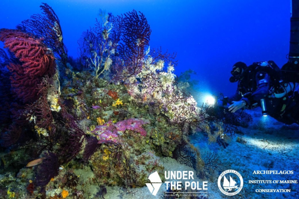 CHECK Ινστιτούτο «Αρχιπέλαγος»: Δράση για τα άγνωστα κοράλλια του Αιγαίου
