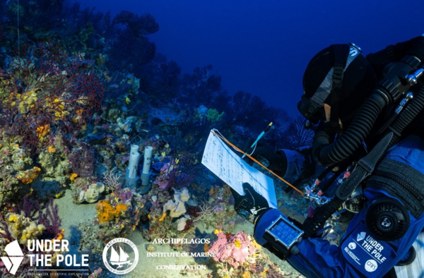 CHECK Ινστιτούτο «Αρχιπέλαγος»: Δράση για τα άγνωστα κοράλλια του Αιγαίου