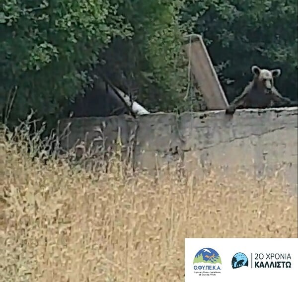 Πίνδος: Αρκούδα εγκλωβίστηκε σε δεξαμενή - Στήθηκε επιχείρηση διάσωσης με ράμπα