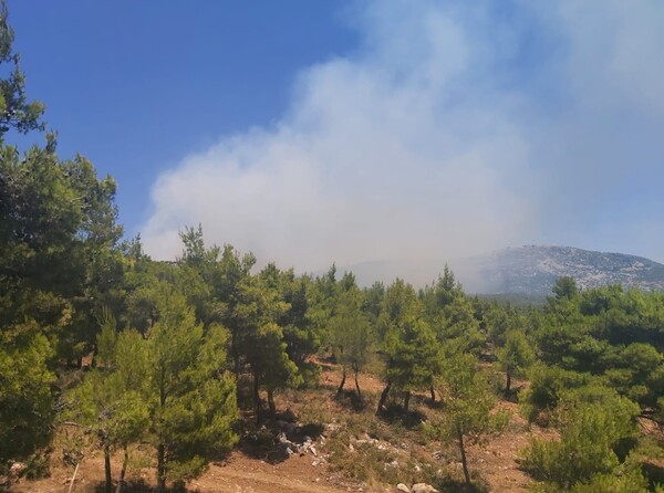 Φωτιά καίει δάσος στις Ερυθρές Αττικής - Ενισχύονται συνεχώς οι πυροσβεστικές δυνάμεις