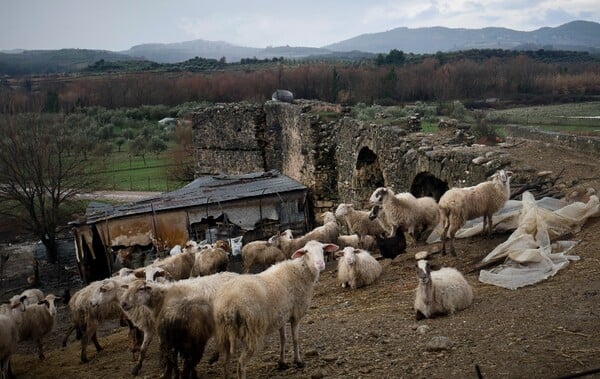 Εντοπίστηκε πανώλη σε αιγοπρόβατα στη Λάρισα και τα Τρίκαλα