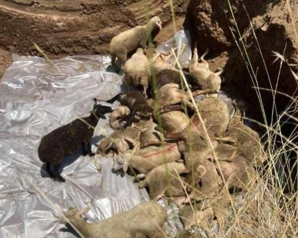 Πανώλη: Έθαψαν ζωντανά 350 πρόβατα στα Τρίκαλα- Αντιδράσεις και μήνυση Κουρέτα