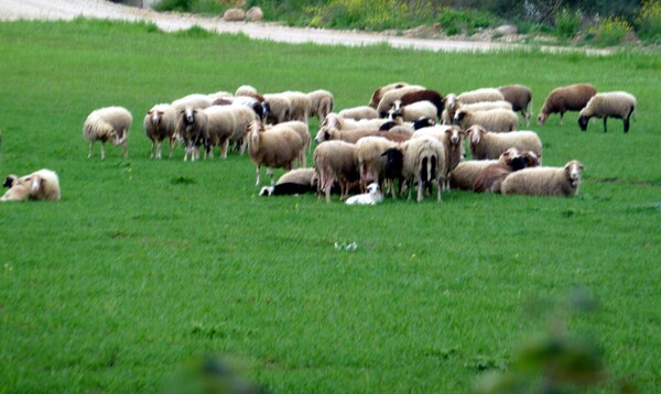 Ανησυχία για την πανώλη: «Συνεχίζονται οι έλεγχοι για να εντοπιστούν οι πηγές μόλυνσης»