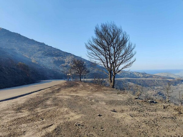 Φωτιά στην Εύβοια: Βίντεο και φωτογραφίες από το ανεξέλεγκτο μέτωπο - Ποιοι δρόμοι είναι κλειστοί