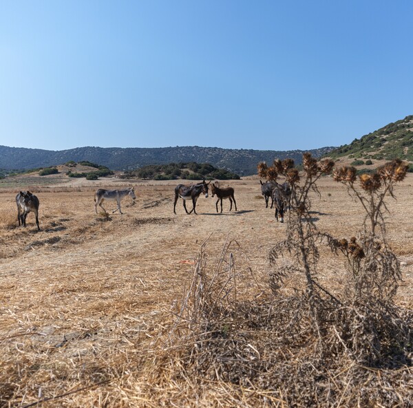 Οι άμμοι της Καρπασίας