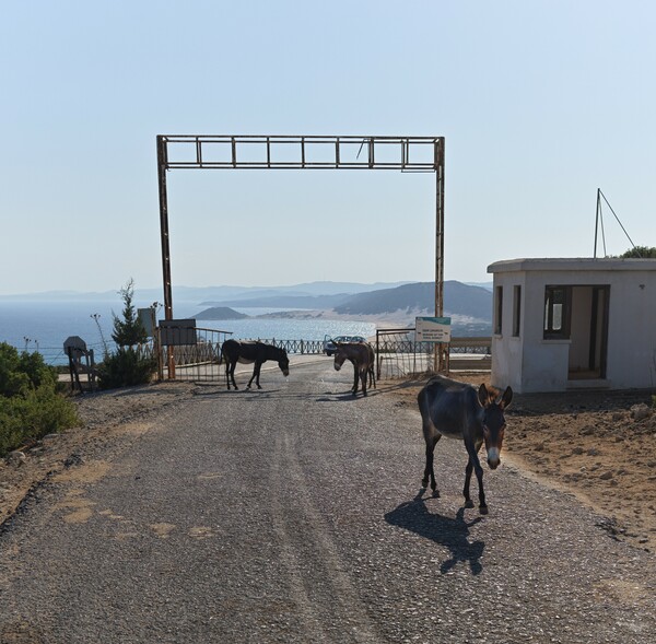 Οι άμμοι της Καρπασίας