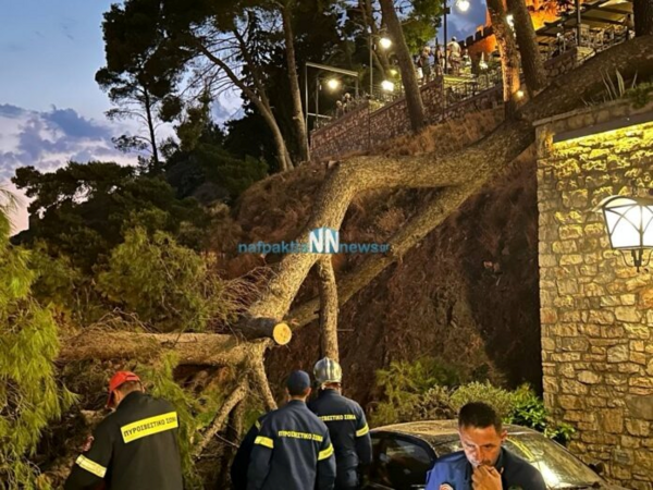 Ναύπακτος: Οικογένεια γλίτωσε για λίγα δευτερόλεπτα απο πεύκο που έπεσε στον δρόμο