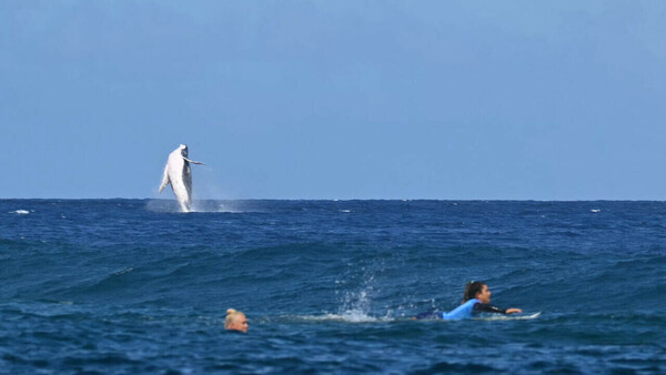 Ολυμπιακοί Αγώνες: Φάλαινα κάνει photobombing και διακόπτει το σέρφινγκ στην Ταϊτή