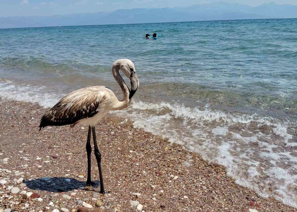 Έκκληση της ΑΝΙΜΑ για τα νεαρά φλαμίνγκο που χάνουν το σμήνος τους τις τελευταίες ημέρες