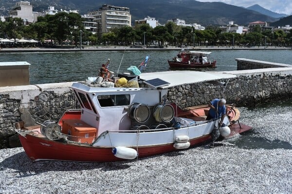 Βόλος: Έρευνα για τα νεκρά ψάρια ζήτησε η Εισαγγελία